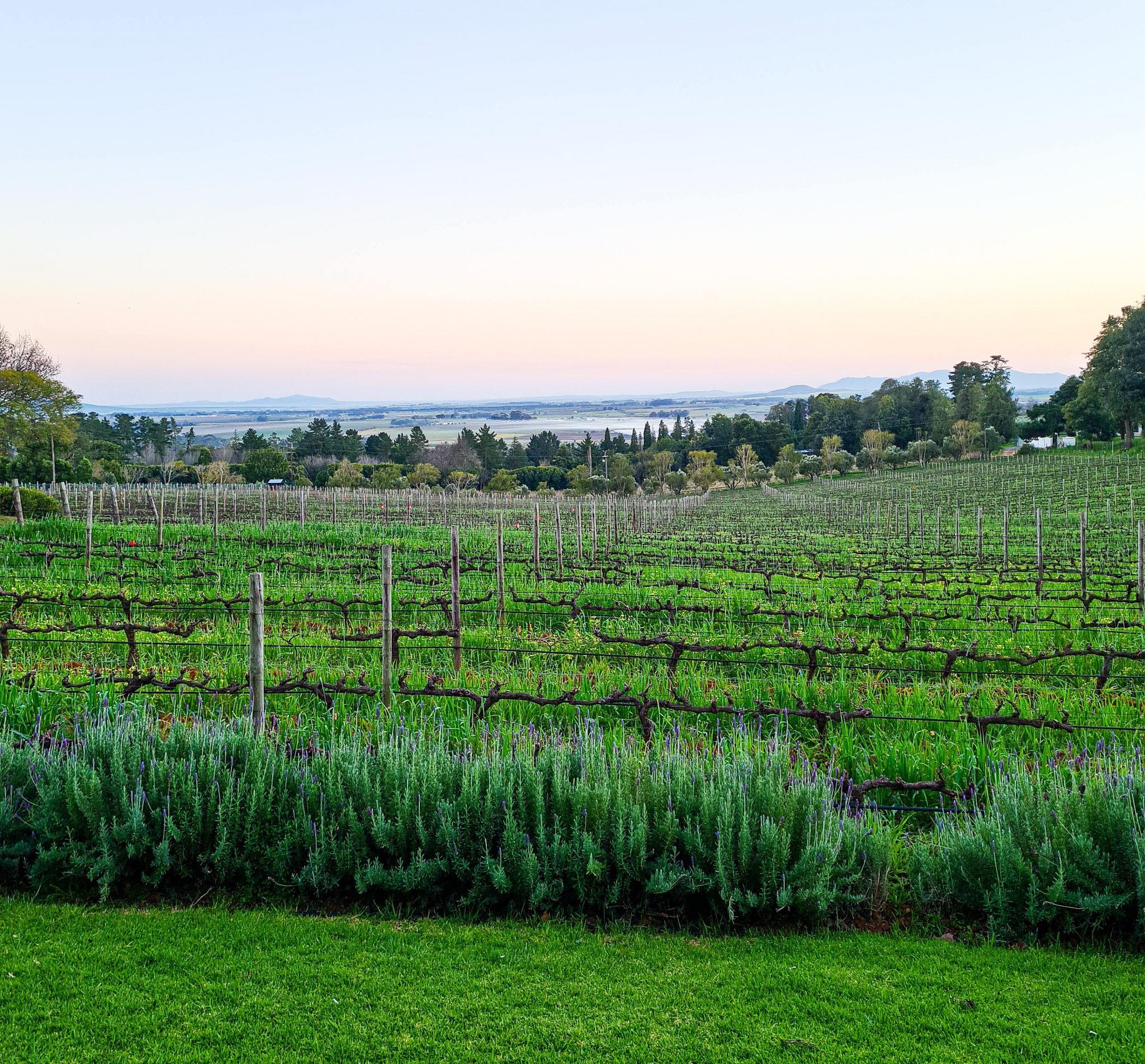 MORNING AT KUNJANI WINES