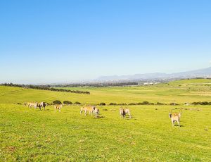 DE GRENDEL FARM TOUR