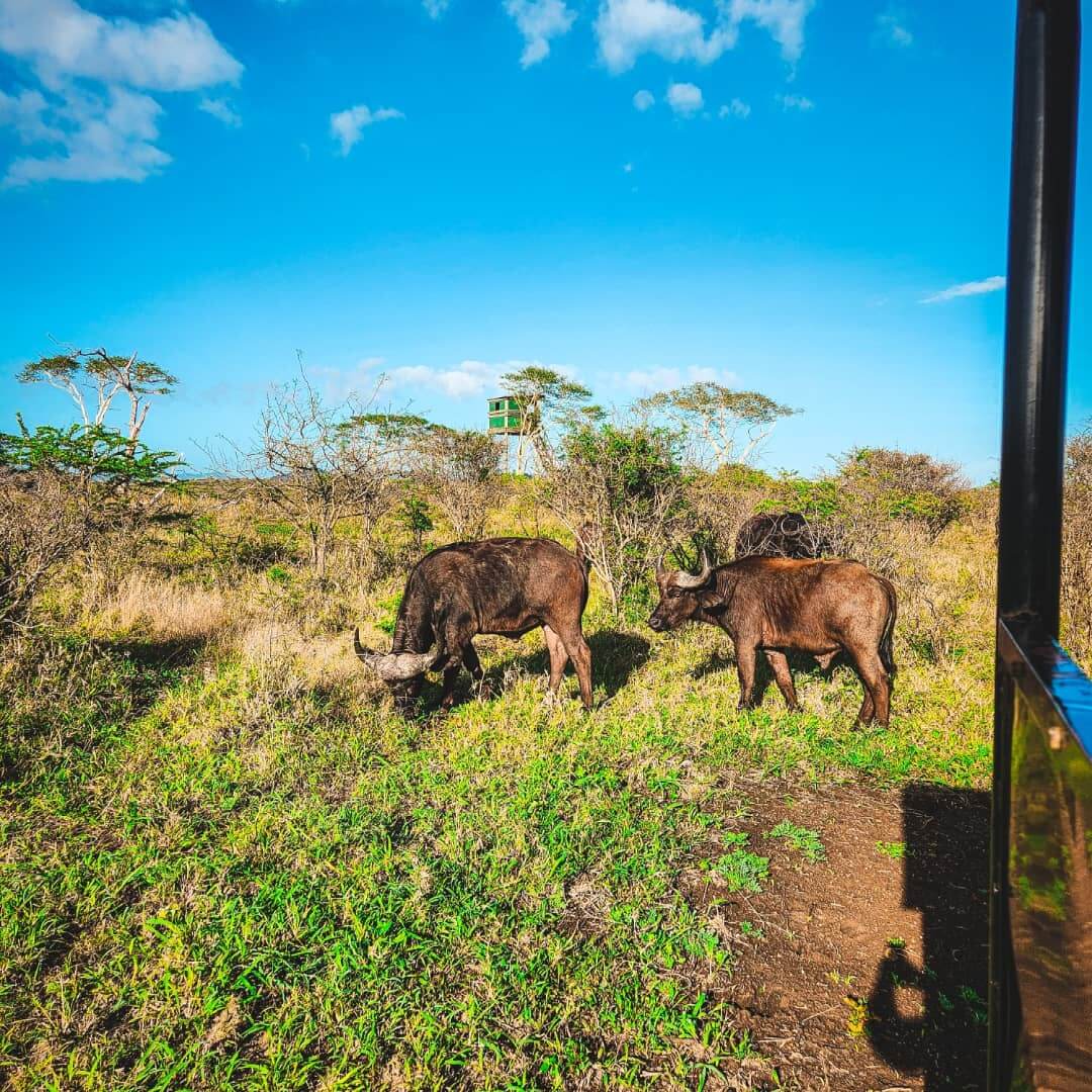 ZULU NYALA RESERVE